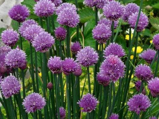 chives-663040_1280