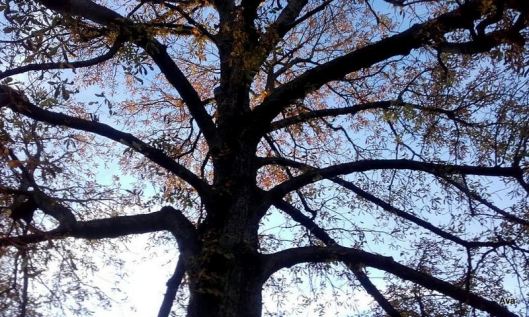 arbre à l'automne