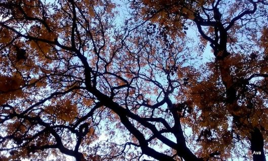 arbre d'automne