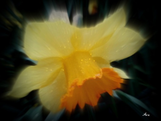 Jonquille - Daffodil 2 à effet