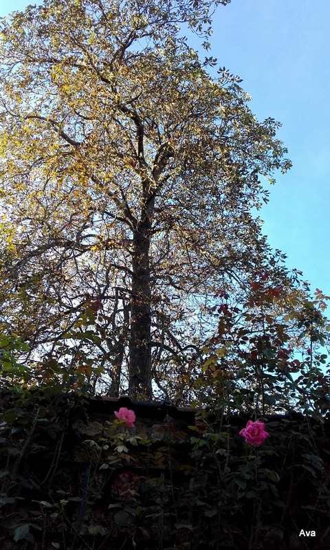 arbre-dautomne-accompagnee-de-queques-roses